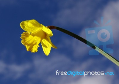 Single Daffodil Stock Photo