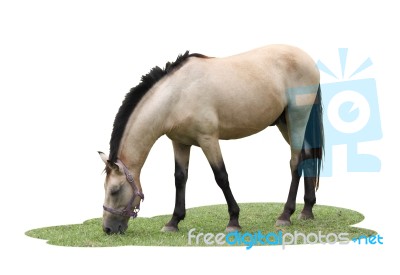 Single Horse Eat Some Grasses On White Background Stock Photo