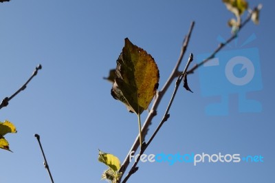 Single Leaf In The Branch Stock Photo