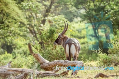 Single Male Waterbuck Antelope In Serengeti, Africa Stock Photo