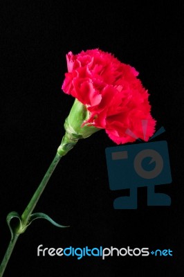 Single Red Carnation Against A Black Backgound Stock Photo