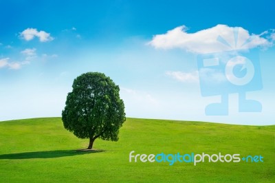 Single Tree,tree In Field And Blue Sky.olympic Park In Korea Stock Photo