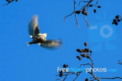 Siskin (carduelis Spinus) In Flight At Fowlmere Nature Reserve Stock Photo
