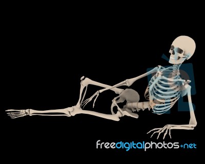 Skeleton Stock Image