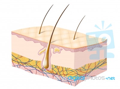 Skin Layer Stock Image