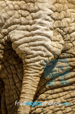 Skin Texture Of An African Elephant Stock Photo
