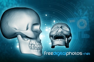 Skull Stock Image Skull Stock Image