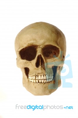 Skull Stock Photo