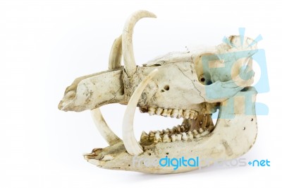 Skull Of Wild Boar Stock Photo