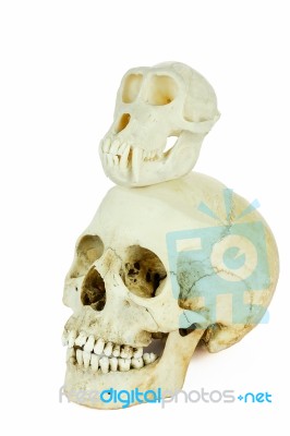 Skulls Of Human And Ape On Top Of Each Other Stock Photo