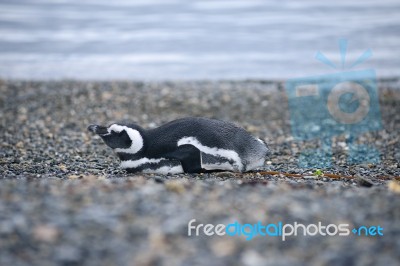 Sleep Penguin Stock Photo
