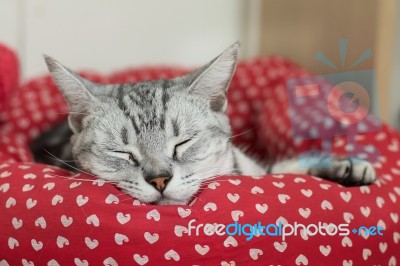 Sleeping Cat Stock Photo