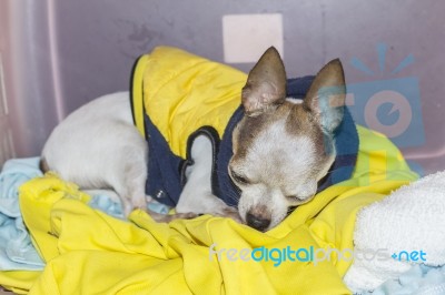 Sleeping Chihuahua Stock Photo