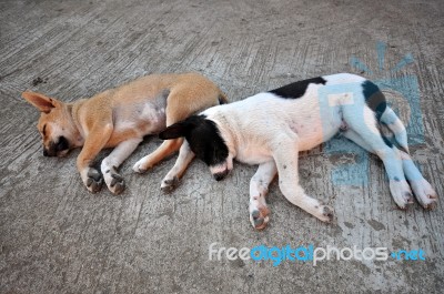 Sleeping Dogs Stock Photo