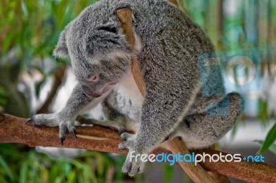 Sleeping Koala Stock Photo