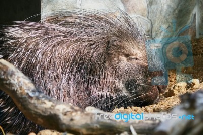 Sleeping Porcupine Stock Photo