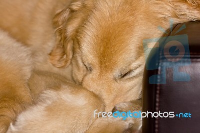 Sleeping Pup Stock Photo