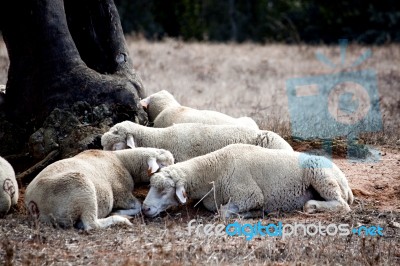 Sleeping Under A Tree Stock Photo