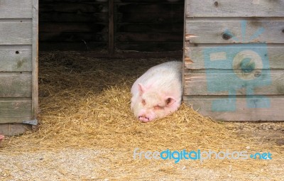 Sleepy Pig Stock Photo