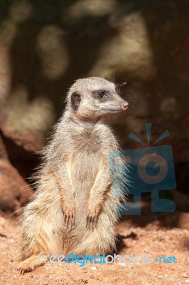 Slender-tailed Meerkat (suricatta Suricatta) Stock Photo