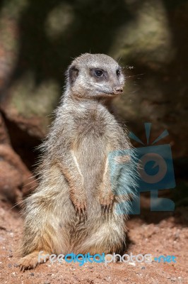 Slender-tailed Meerkat (suricatta Suricatta) Stock Photo