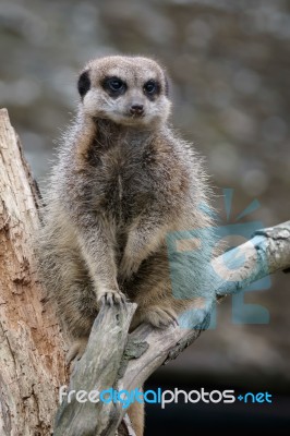 Slender-tailed Meerkat (suricatta Suricatta) Stock Photo