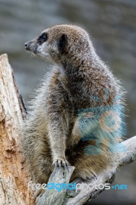 Slender-tailed Meerkat (suricatta Suricatta) Stock Photo