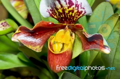 Slipper Orchid ( Paphiopedilum ) Exotic Flowers Stock Photo