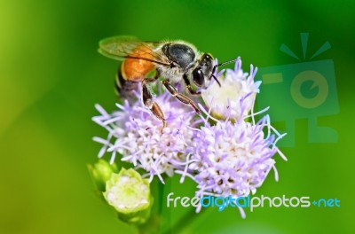 Small Bees Looking For Nectar Stock Photo