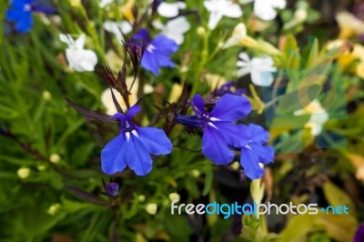 Small Blue Violas Wth Two White Ray Markings Stock Photo