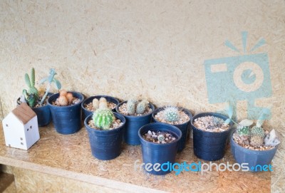 Small Cactus Decorated On Cork Wall Stock Photo