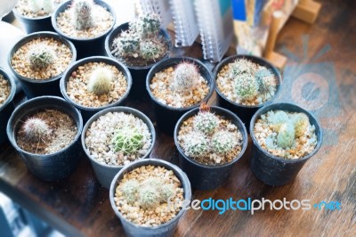 Small Cactus Decorated On Wooden Table Stock Photo