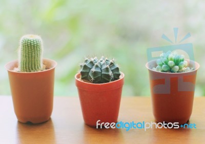 Small Cactus For Decorated Stock Photo