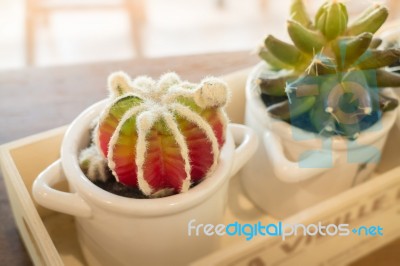 Small Cactus Pots On Wooden Table Stock Photo