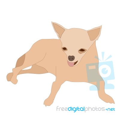 Small Chihuahua 1 Stock Image