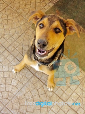 Small Dog Looking Up Stock Photo Small Dog Looking Up Stock Photo