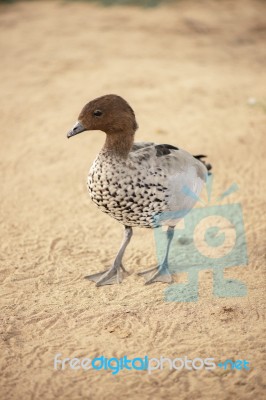 Small Duck On The Farm Stock Photo
