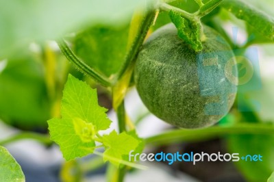 Small Japan Melon (honeydew Melon) In Farm Stock Photo