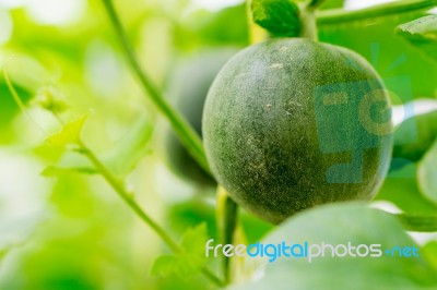 Small Japan Melon (honeydew Melon) In Farm Stock Photo