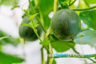 Small Japan Melon (honeydew Melon) In Farm Stock Photo