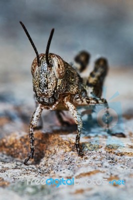 Small Locust Larvae Stock Photo