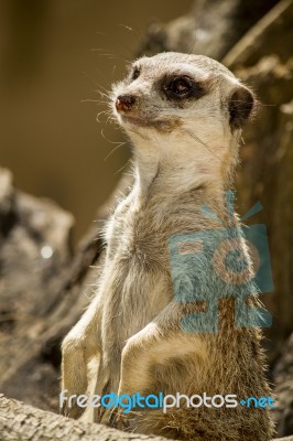 Small Meerkat Or Suricate (suricata Suricatta) On The Dirt Stock Photo