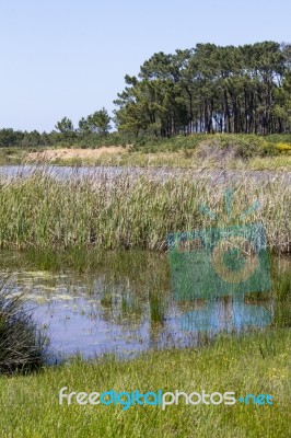 Small Patch Of Trees And Pond Stock Photo