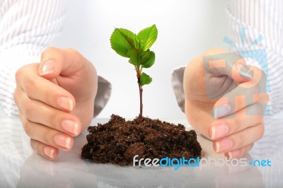 Small Plant In Hands Stock Photo