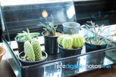 Small Plant Pot Displayed Beside The Window Stock Photo