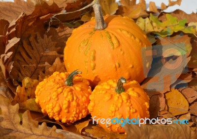 Small Pumpkins Stock Photo