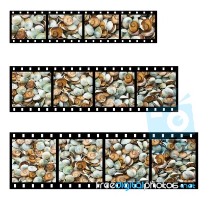 Small Snail Shell With Film Strip Stock Photo