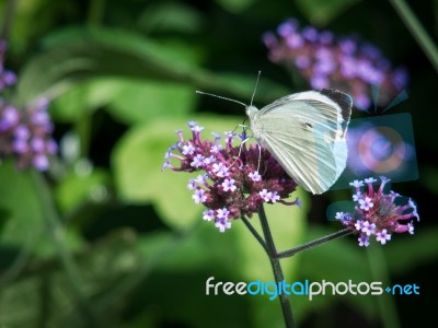 Small White (pieris Rapae) Butterfly Stock Photo