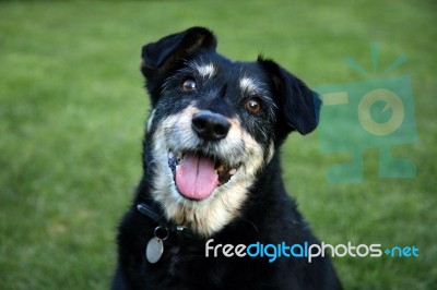 Smiling Dog Stock Photo