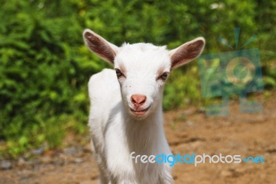 Smiling Goat Stock Photo